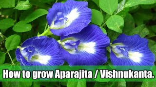 How to grow Aparajita plant from Seeds || How to grow Aparajita plant in pot || care of Aparajita ||