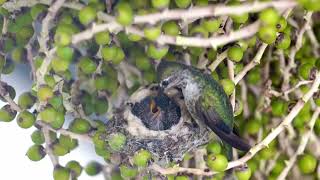 Anna’s Hummingbird Daisy Nest Day 10