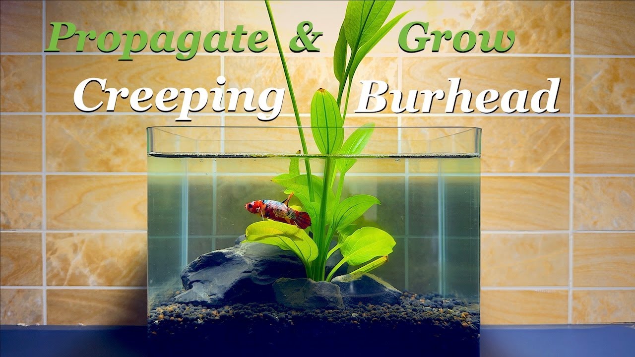 Propagate & grow Creeping Burhead from plantlet - YouTube