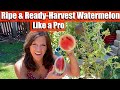 Ripe & Ready: How to Harvest Watermelon Like a Pro