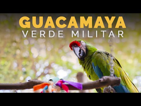 Video: ¿Están en peligro de extinción los guacamayos de alas verdes?