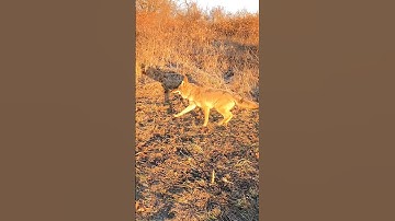 Coyote Escaping A Cable Restraint! (BoneHead Classic) #coyotetrapping #trapline #fail