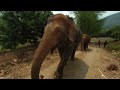 VR180 (3D) Elephants in Thailand