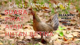 Suara AYAM HUTAN BETINA Dijamin Bersih TANPA NOISE