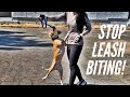 How Do I Get My Dog To Stop Biting The Leash?