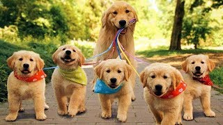 【ペット】優しいゴールデンレトリバーと子犬の癒される映像集♡