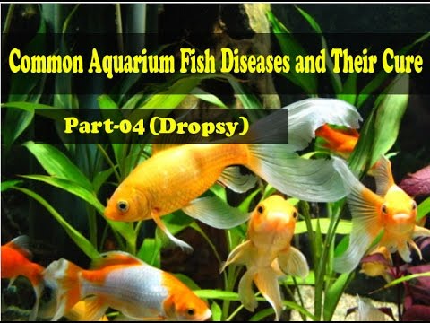 Common Aquarium Fish Diseases Part-4 (Dropsy) - HqDefault