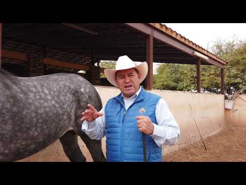 Video: Método comprobado más fácil para entrenar a su caballo para que venga cuando se le llama