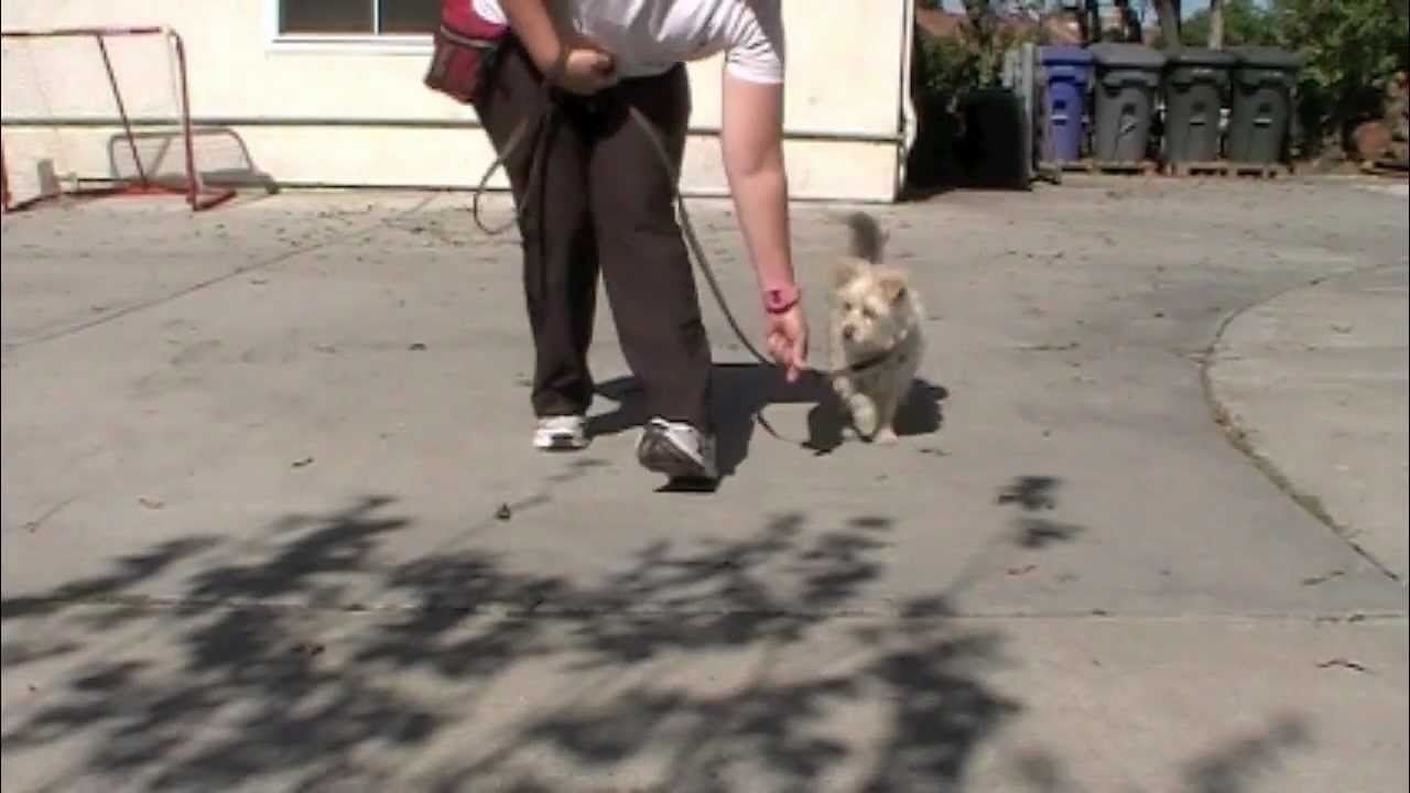 Loose Leash Walking: Clicker Dog Training - ShapeFest 2012 physical education