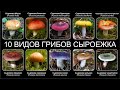 Топ 10 СЪЕДОБНЫХ ВИДОВ ГРИБОВ СЫРОЕЖКА