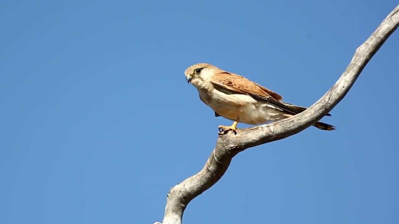 Australian or Nankeen Kestrel (Falco cenchroides) in windy conditions