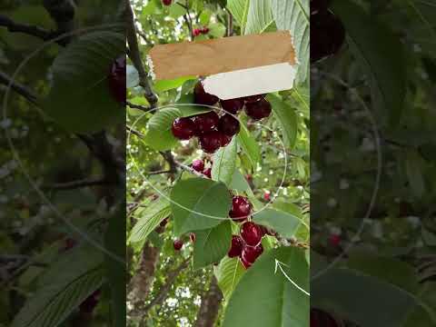 Video: Sweet Cherry Crinkle - Kirsikan hoito ryppy- ja suonetautien kanssa