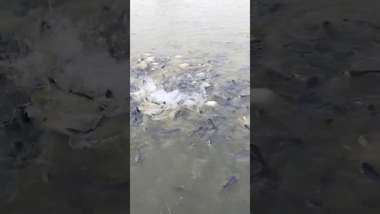 fish  from rewa  sampark me 9301235494 ,8269344775