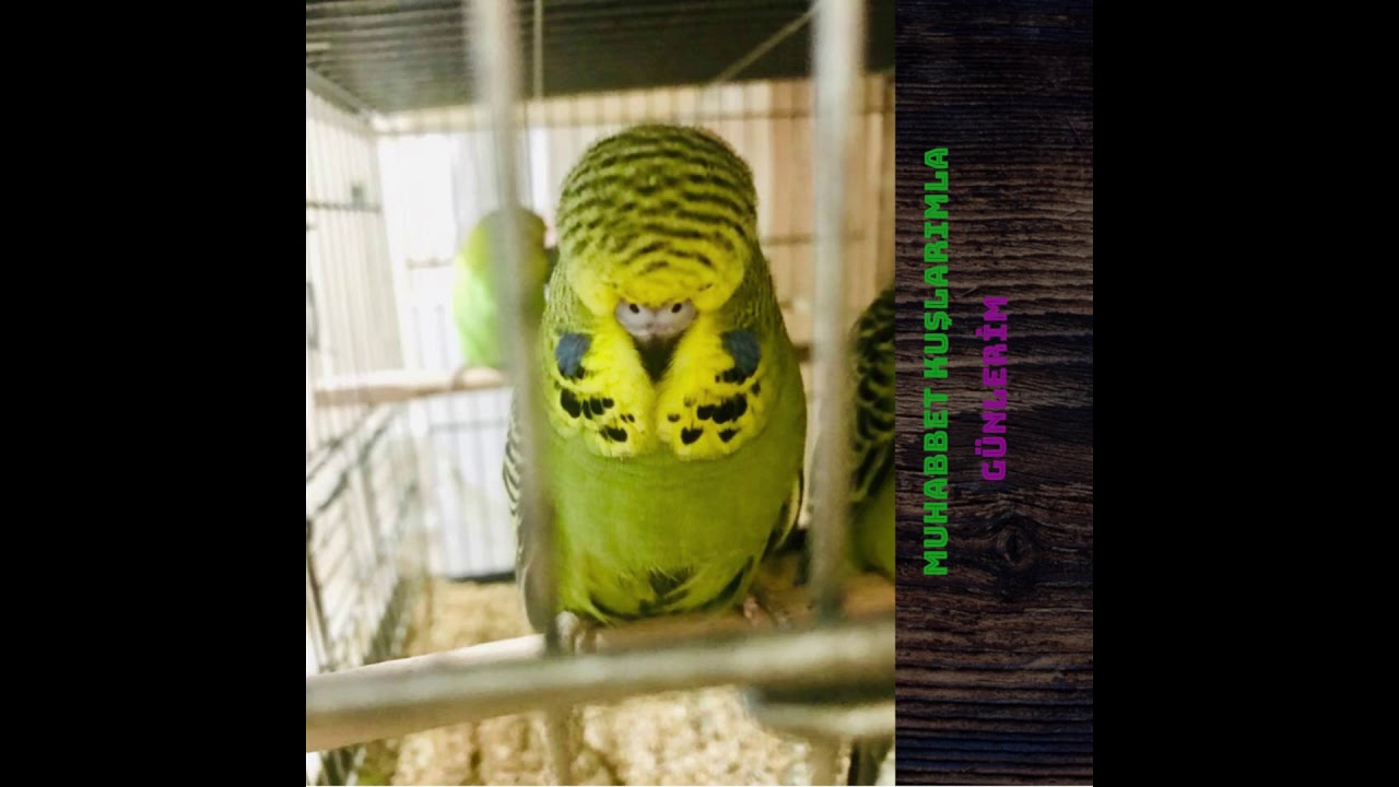 10 SAAT MUHABBET KUŞU SESİ. KUŞUNUZ KENDİNİ YANLIZ HİSSETMESİN.