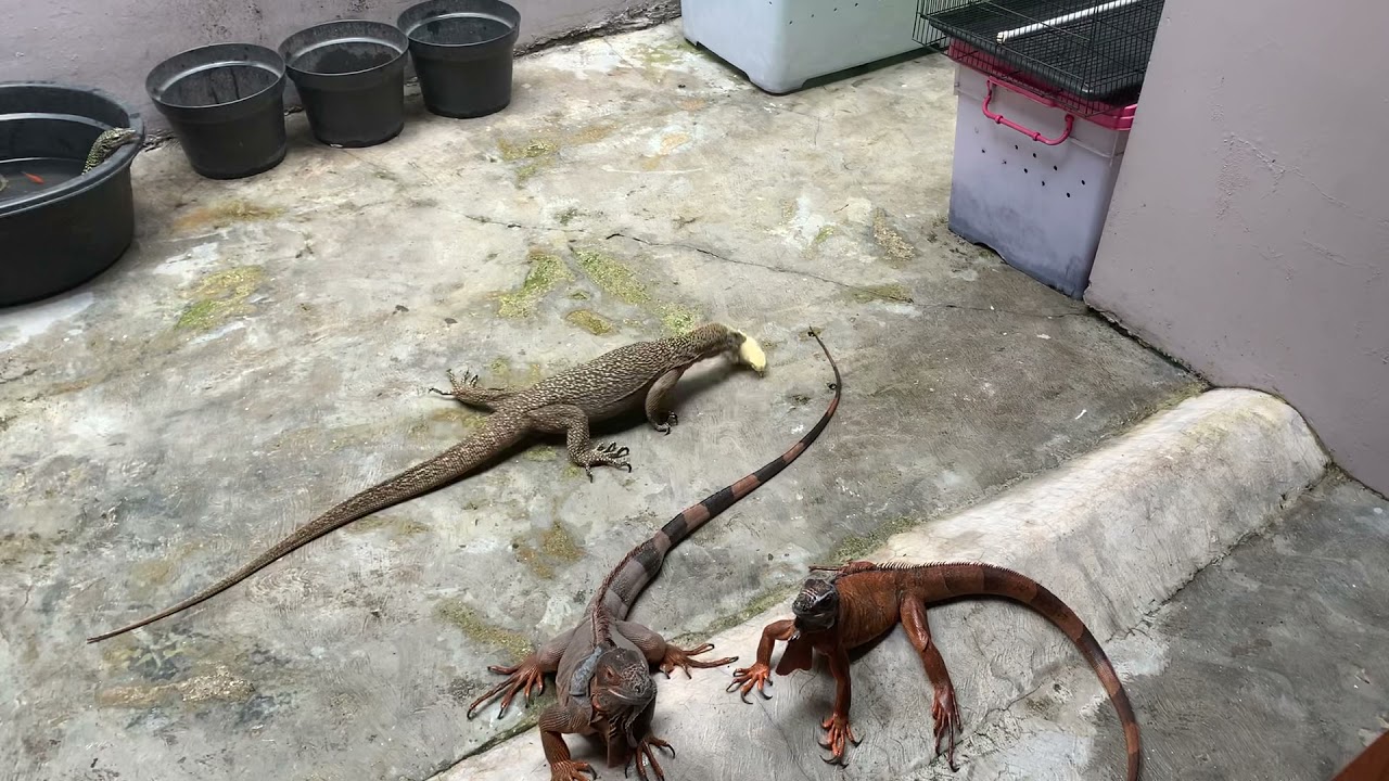 Feeding Varanus nebulosus