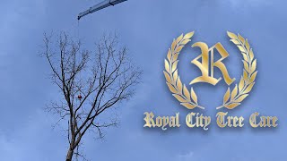 'The view from my office" Crane Removal- Guelph, Ontario Royal City Tree Care