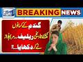 Maryam Nawaz Big Initiative  for Wheat Farmer |Breaking News |  Lahore News HD