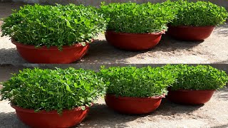 No Need For A Garden, Tips To Growing Fenugreek At Home Extremely Easy And Big Harvest