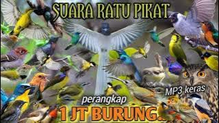 pasukan suara pikat burung di hutan liar dan terampuh sepanjang masa