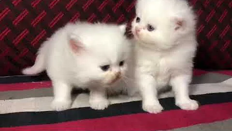 Video 1861221: persian cat kitten, semi punch kitten, kitten home, kittens pure, pet lover