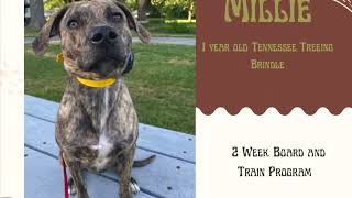 Best Dog Training in Chicago! 1 year old Tennessee Treeing Brindle, Millie!