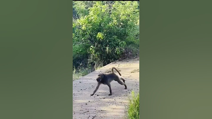 Leopard Pulls Off Perfect Ambush on Baboon !!! #animals