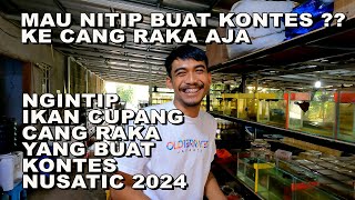 NGINTIP IKAN CUPANG CANG RAKA PERSIAPAN KONTES CUPANG TERBESAR NUSATIC 2024