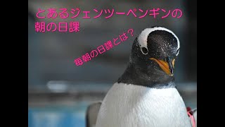 とあるジェンツーペンギンの朝の日課