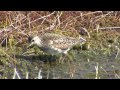 GRÖNBENA  Wood Sandpiper  (Tringa glareola)  Klipp - 1438