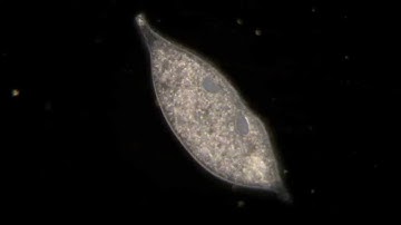 Microbe Identification Guide