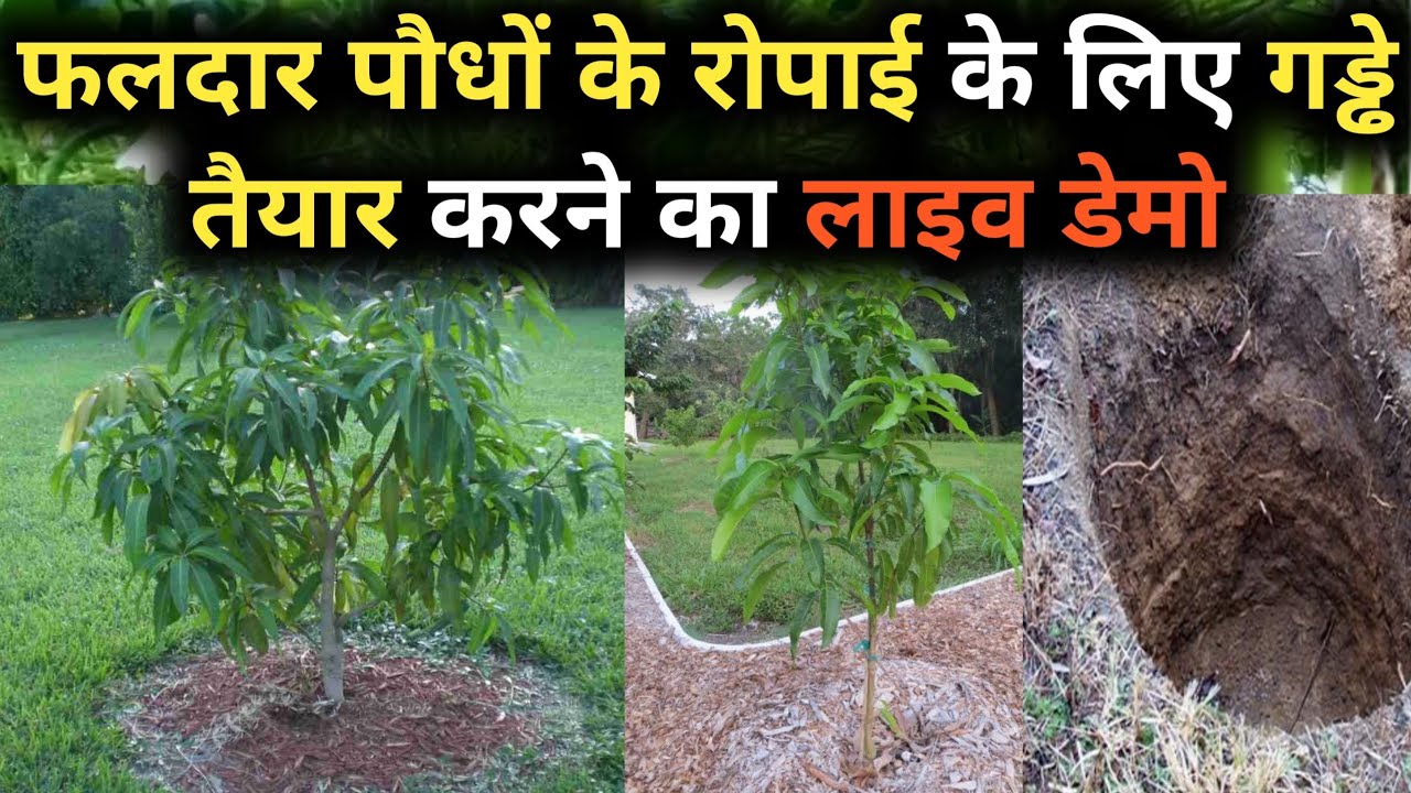 जानें फलदार पौधों को रोपने के पहले कैसे तैयार करें गड्ढे?Methods of Fruits 🌳 plantation