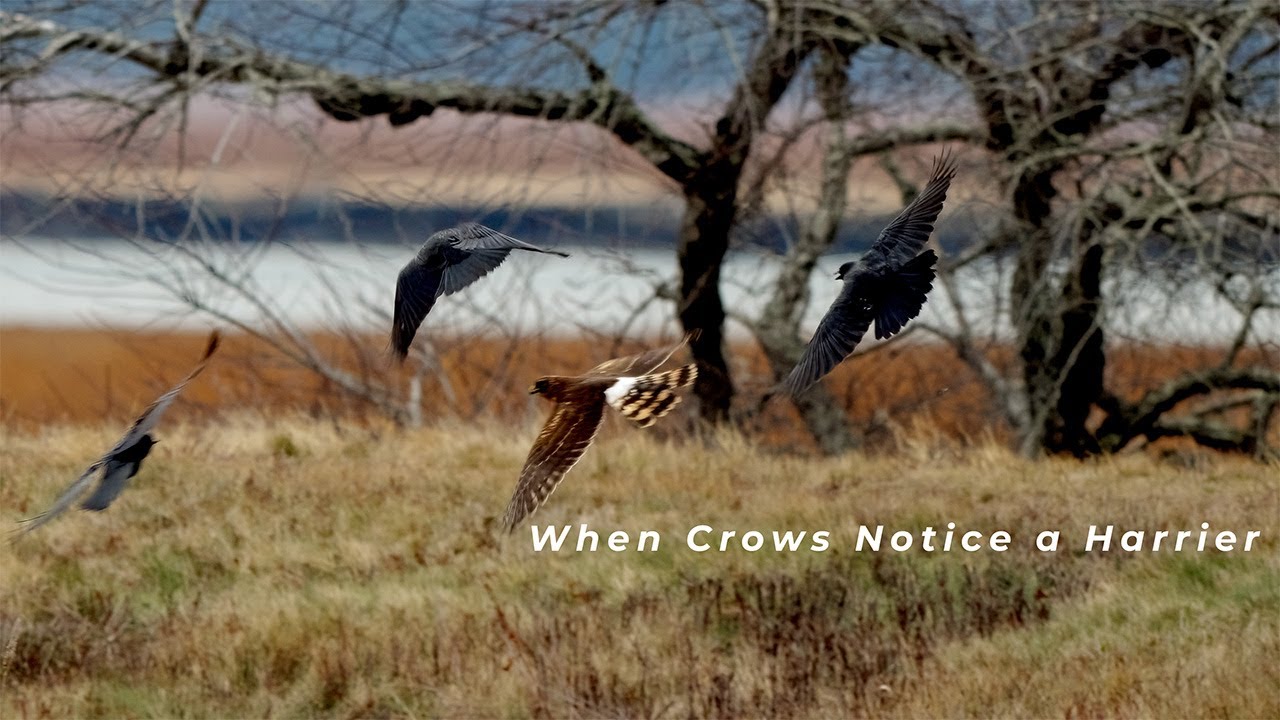 When Crows Notice a Harrier