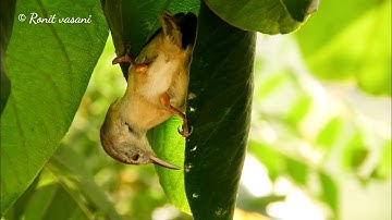 Tailorbird making nest first stage (4k)