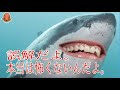 え！？まだサメにビビってんの！？