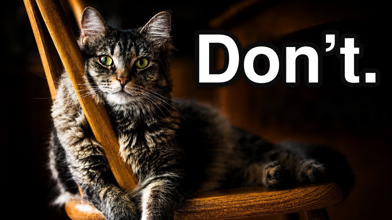 Why Your Cat Steals Your Seat (And Why Moving Them Hurts)
