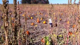 Punkin' Patch