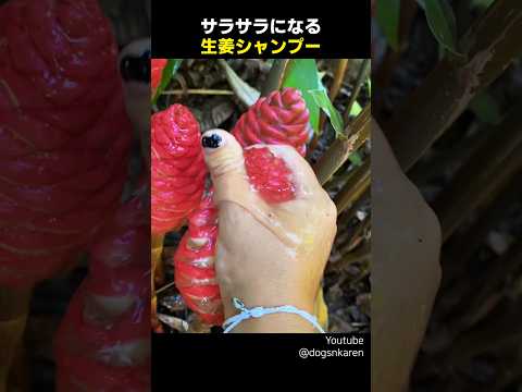 サラサラになる生姜シャンプー