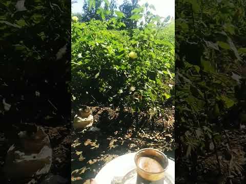 صباح الخير علي ناسنا وعلي الغاليين اهالينا وحبايبنا