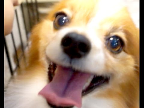 珍事件多発 パピヨン大集合 Youtube