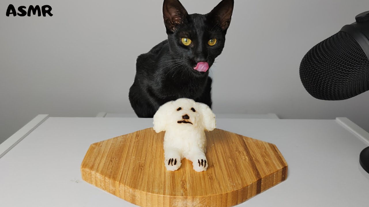 Cat eating dog ASMR YouTube