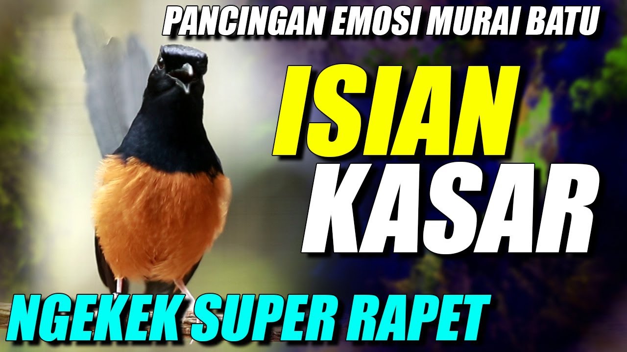 MURAI BATU GACOR ‼️ISIAN KASAR COCOK UNTUK PANCINGAN DAN PERSIAPAN LOMBA