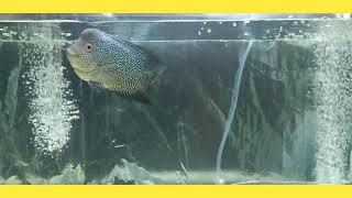 story ikan lohan biru mutiara