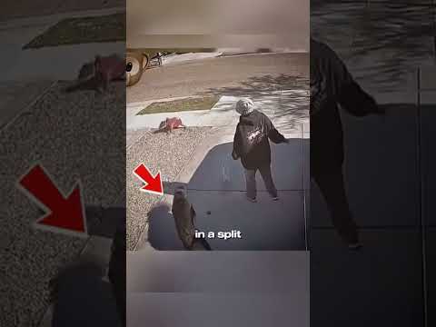 Video Cane Corso Saves Tiny Chihuahua From Pitbull Attack