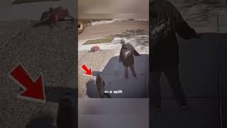 Cane Corso Saves Tiny Chihuahua From Pitbull Attack 🐶🔥 #Shorts