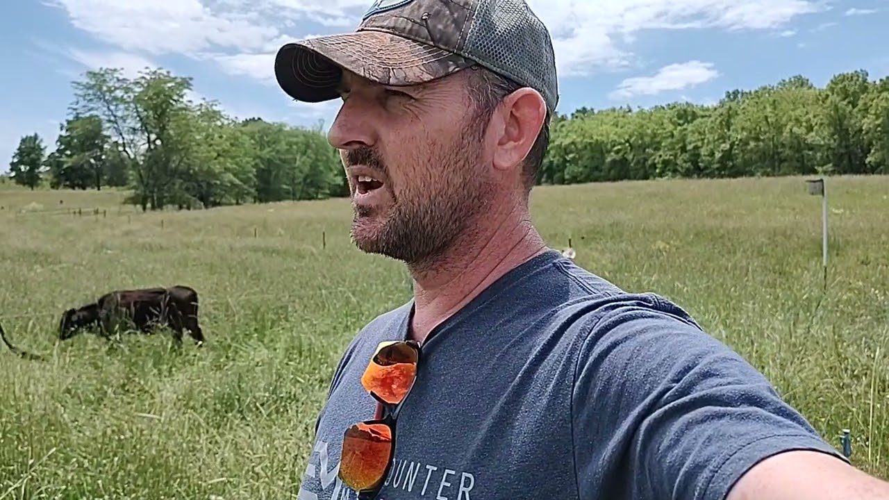 Triticale, hairy vetch, and perennial pasture grazing. Memorial Day weekend.