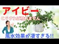 アイビー(ヘデラ)を枯らさない育て方と風水のお話し