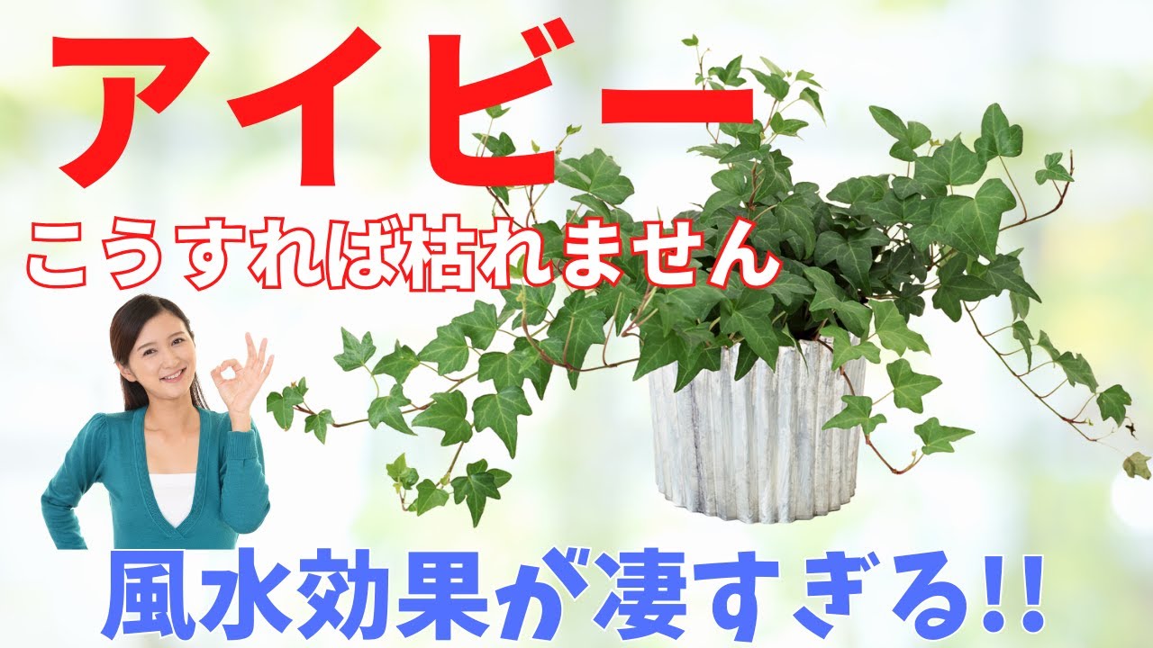 アイビー（ヘデラ）を枯らさない育て方と風水のお話し