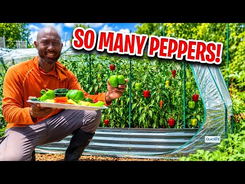 I Grew Peppers the EASY Way… Here's the Harvest