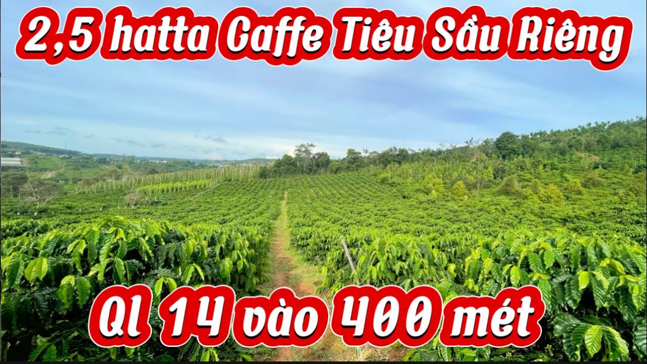 2,5 hecta full cafffe Có 63 m đường nhựa Đặc biệt: Lên được thổ cư cách chợ chỉ 500 m