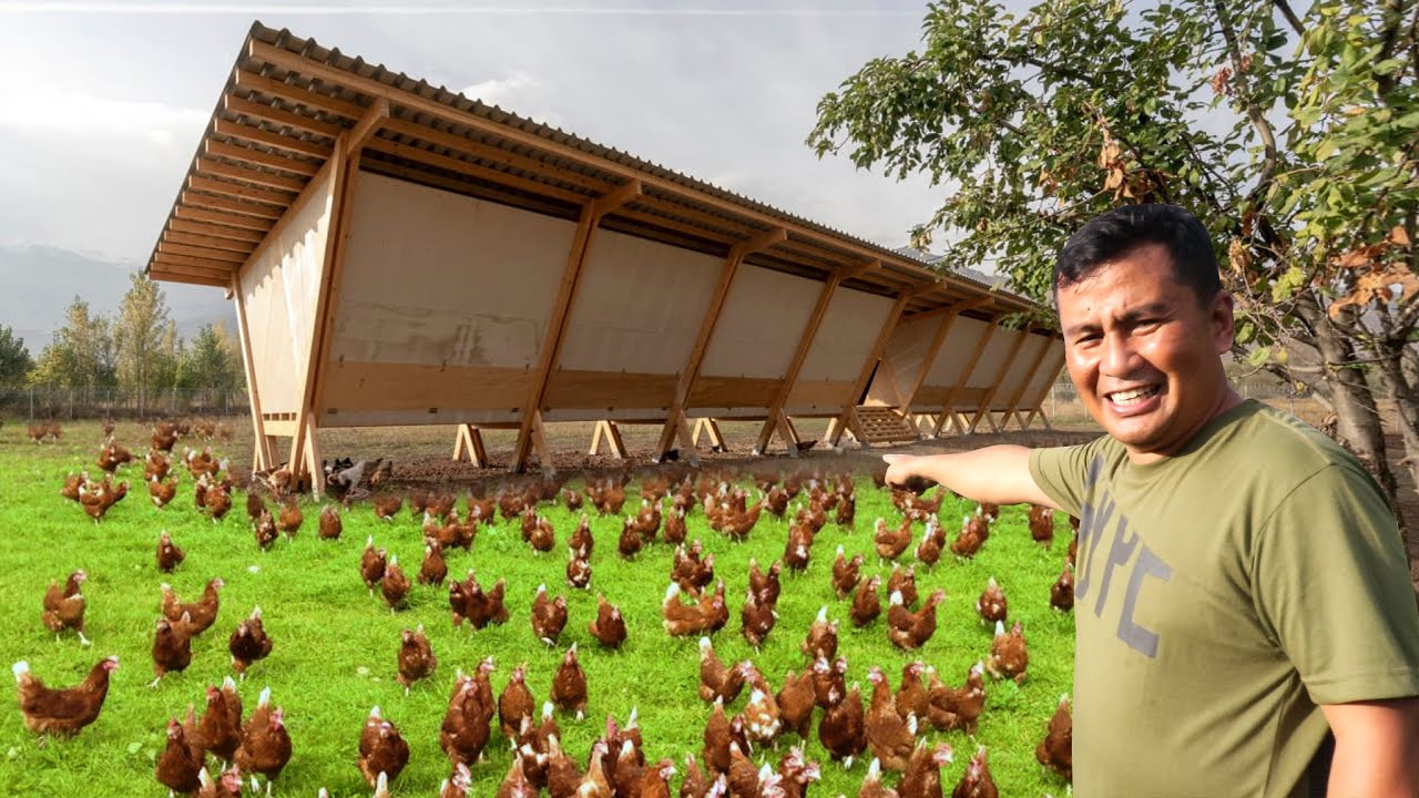 My 1 Hectare Farm of Free-range Chickens!! What is A Free-range